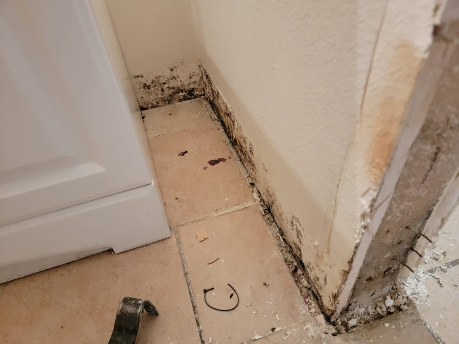 Mold Remediation in Houston, TX