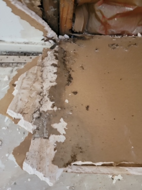 Mold Remediation After Water Leak