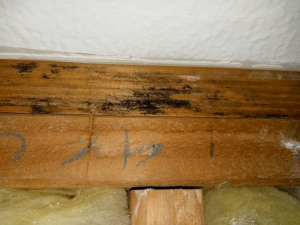 Water Damage Restoration & Mold Removal in Houston, TX