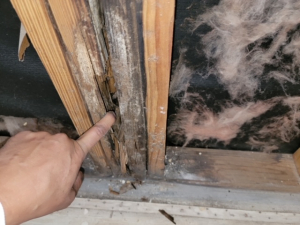 Water Damage Restoration & Mold Removal in Houston, TX